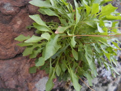 Hypochaeris robertia