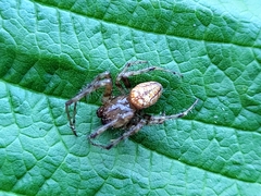Araneus iviei