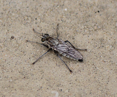 Lasiopogon quadrivittatus