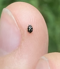 Brachiacantha decempustulata