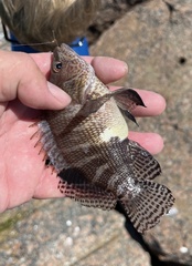 Serranus subligarius