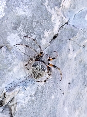 Araneus circe