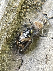 Phaleromela variegata