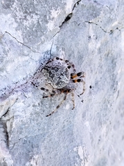 Araneus circe