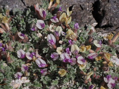 Astragalus purshii lectulus