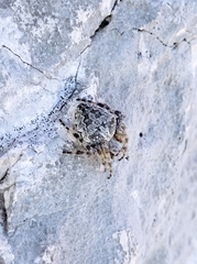 Araneus circe