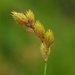 Pointed Broom Sedge - Photo (c) summerazure, some rights reserved (CC BY-NC-SA)