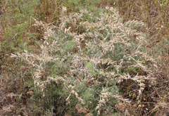 Onosma microcarpa