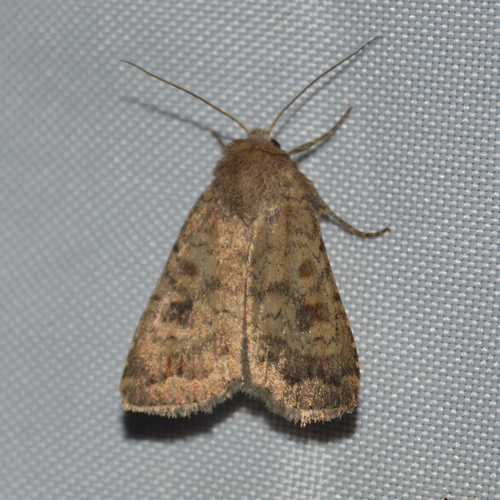 Mottled Rustic