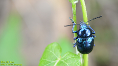 Chrysochus chinensis