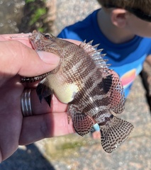 Serranus subligarius