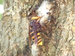 Vespa analis insularis