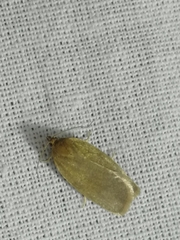 Aphelia viburnana