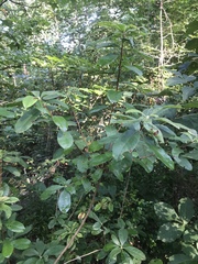 Rhododendron viscosum