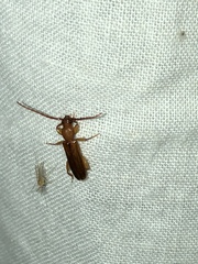 Smodicum cucujiforme