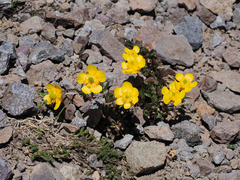 Ranunculus eschscholtzii oxynotus