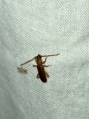 Smodicum cucujiforme