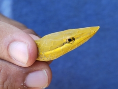 Oxybelis wilsoni