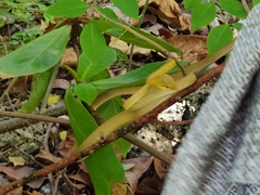 Oxybelis wilsoni