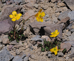 Ranunculus eschscholtzii oxynotus