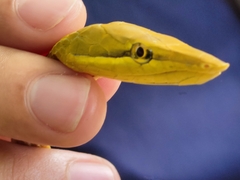 Oxybelis wilsoni