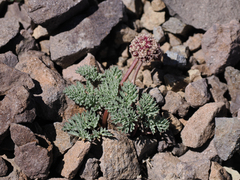 Cymopterus cinerarius