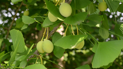 Ginkgo biloba