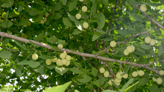 Ginkgo biloba