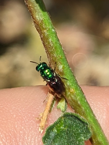 Pseudomalus auratus photo 5