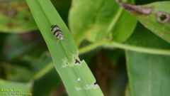 Reptalus quadricinctus