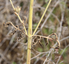 Pterocephalus plumosus