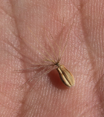 Pterocephalus plumosus