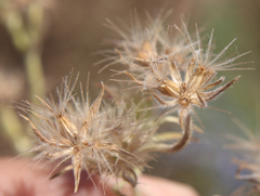 Pterocephalus plumosus