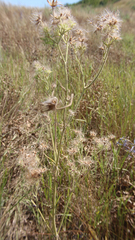 Pterocephalus plumosus