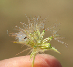 Pterocephalus plumosus