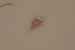 Triops longicaudatus