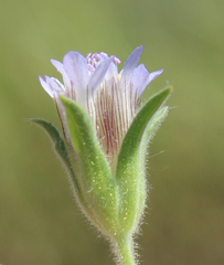 Pterocephalus plumosus