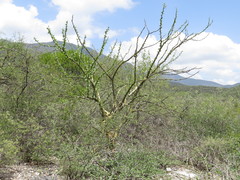 Fouquieria formosa