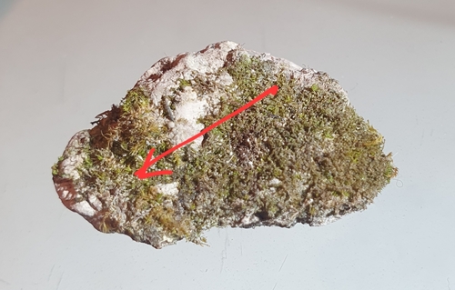 Sassari Crisp-moss (Tortella inflexa)