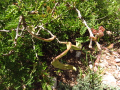 Senegalia occidentalis