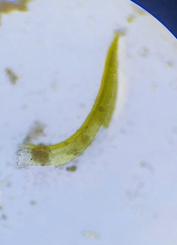Image of Tortella inflexa by no rights reserved