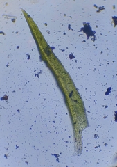 Tortella inflexa