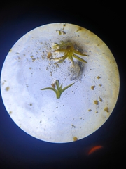 Tortella inflexa