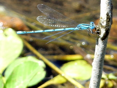 Erythromma