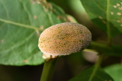 Puccinia minutissima