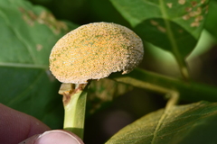 Puccinia minutissima