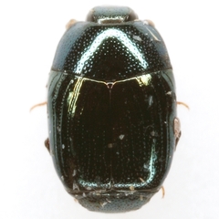 Baconia aeneomicans