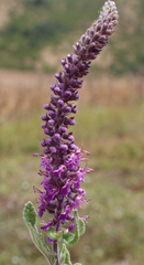 Teucrium hircanicum
