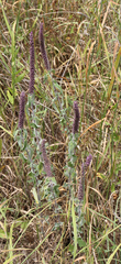 Teucrium hircanicum