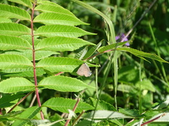 Satyrium caryaevorus